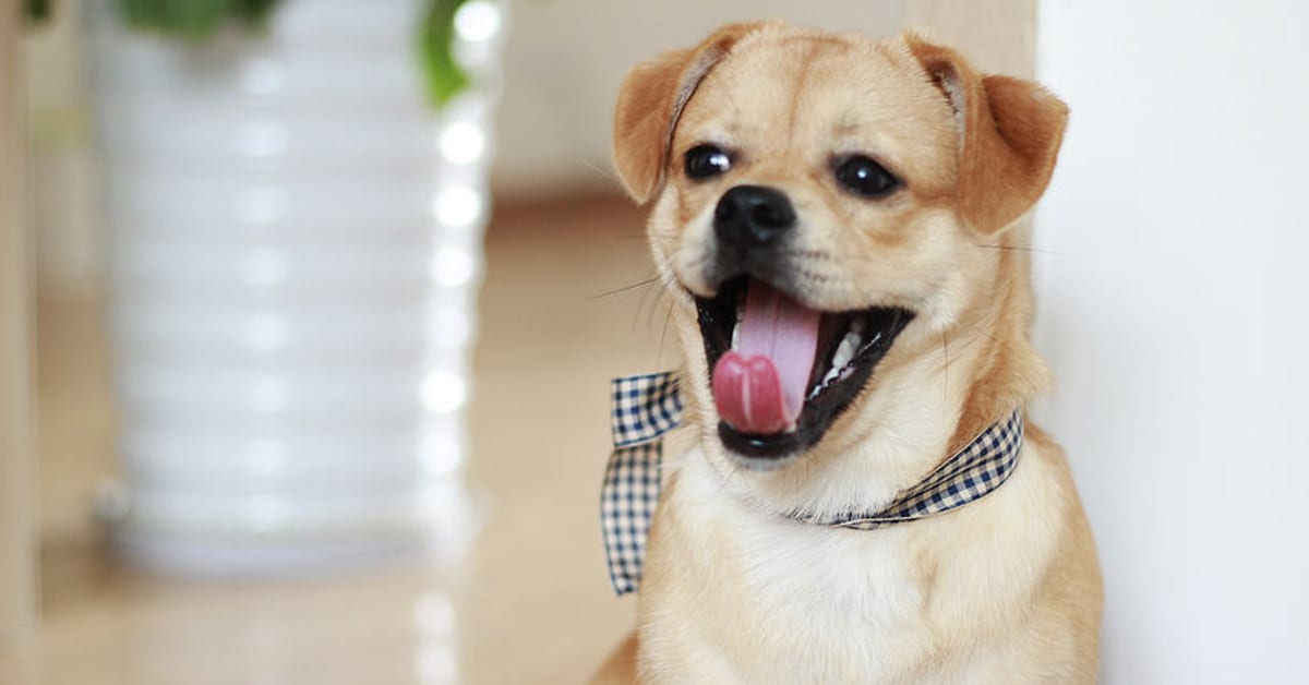 questions to ask yourself before getting a pet